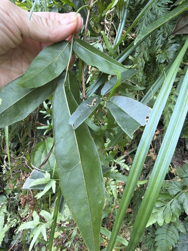 Wisteriopsis reticulata observed 2026-09-24