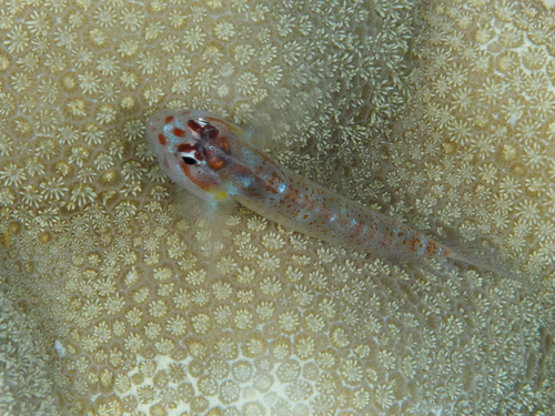 Eviota albolineata observed 2026-09-21