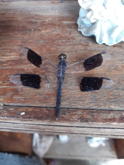 Erythrodiplax umbrata