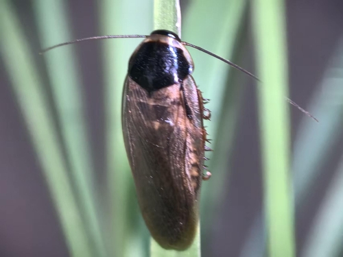 Indian Cockroach