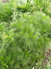 Tripleurospermum inodorum