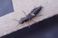 Dinothenarus badipes