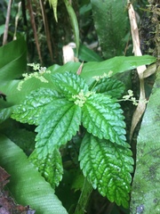 Pilea caribaea