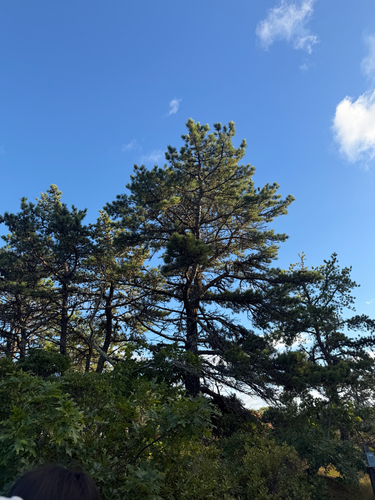 pitch pine