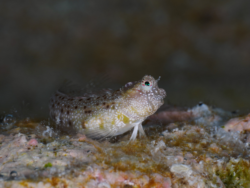 Glyptoparus delicatulus observed 2026-09-21