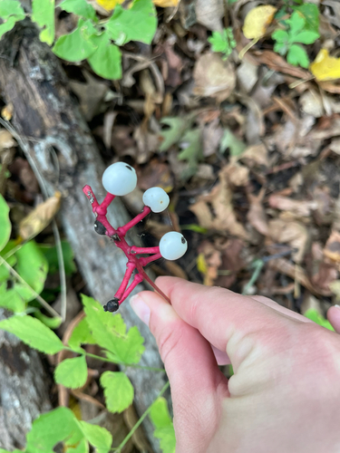 Actaea pachypoda, photograph 4