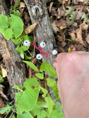 Actaea pachypoda, photograph author not stated, no rights reserved