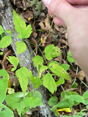 Actaea pachypoda, photograph 5