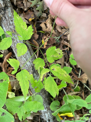 Actaea pachypoda, photograph author not stated, no rights reserved
