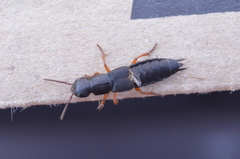 Dinothenarus badipes