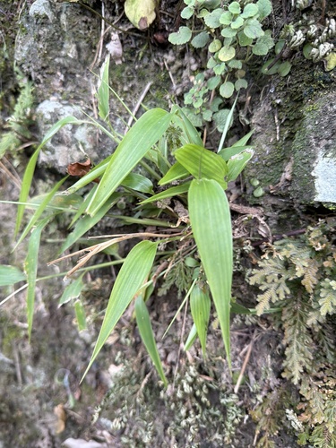 Lophatherum gracile observed 2026-09-24