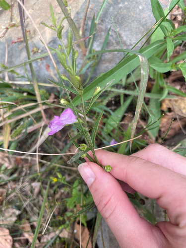 Agalinis tenuifolia, photograph 3