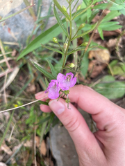 Agalinis tenuifolia, photograph author not stated, no rights reserved