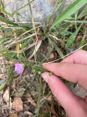 Agalinis tenuifolia, photograph author not stated, no rights reserved
