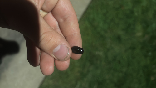 Sugarcane Beetle