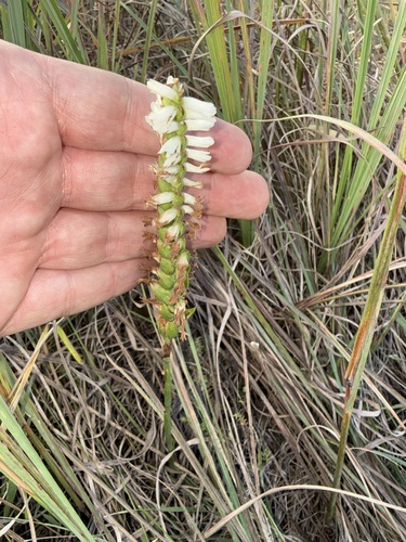 Great Plains Ladies' Tresses