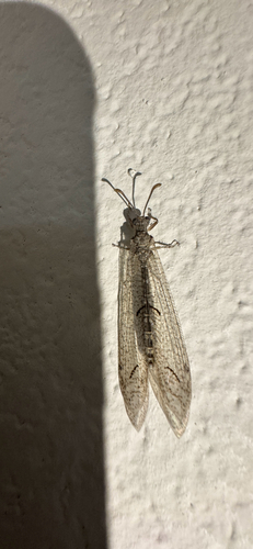 Euptilon ornatum