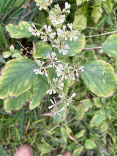 Laportea canadensis, photograph 2