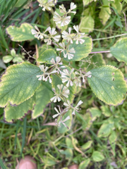 Laportea canadensis, photograph author not stated, no rights reserved