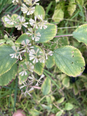 Laportea canadensis, photograph author not stated, no rights reserved