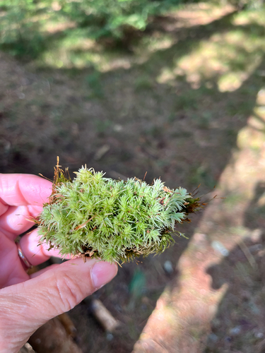 Pincushion Moss