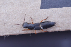 Dinothenarus badipes