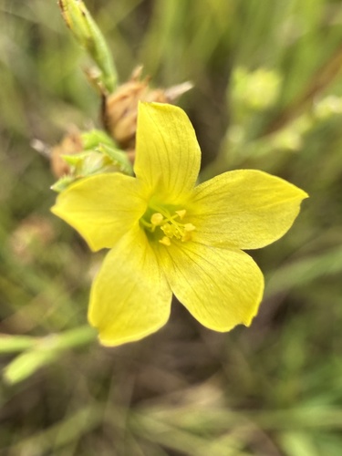 Grooved Yellow Flax
