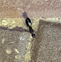 Formicidae
