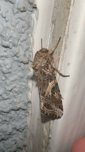 Yellow-striped Armyworm Moth
