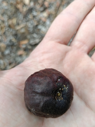 Pleiogynium observed 2026-09-24