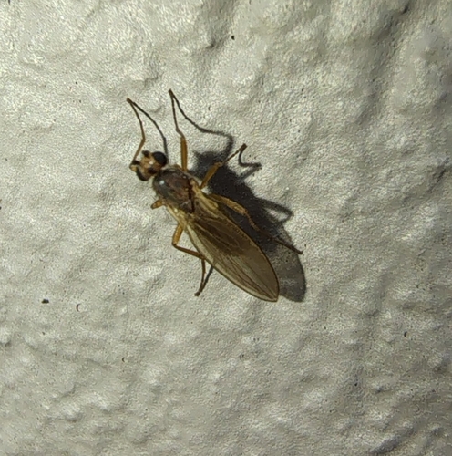 Lonchoptera bifurcata observed 2026-09-24