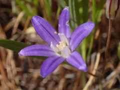 Brodiaea terrestris