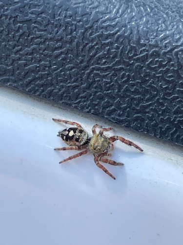 Bold Jumping Spider