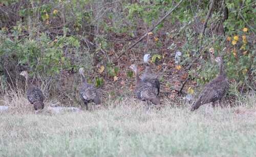 Wild Turkey