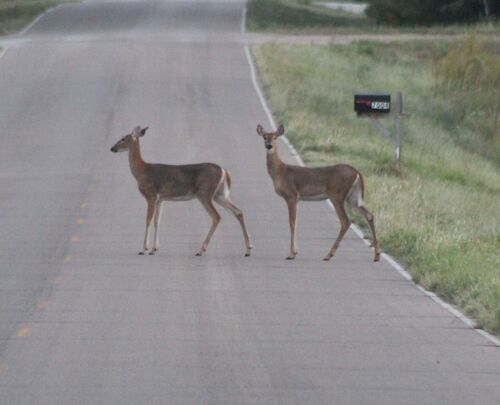 White-tailed Deer