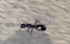 Formicidae