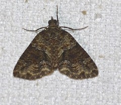 Polyclysta hypogrammata