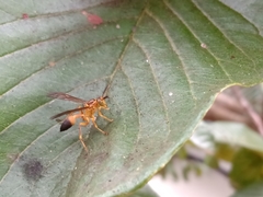 Mischocyttarus cerberus