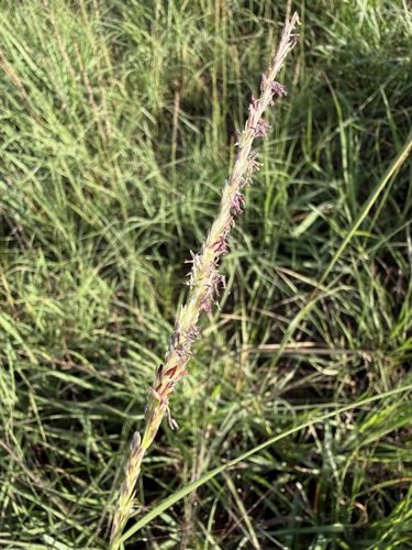Tall Dropseed