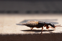 Dinothenarus badipes