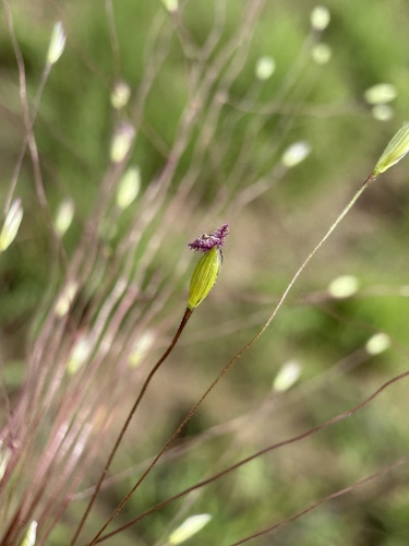 Fall Witchgrass