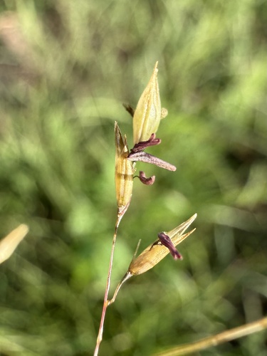 prairie dropseed