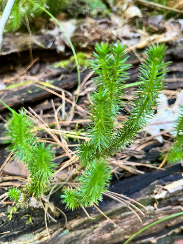 interrupted clubmoss