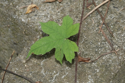 Camonea vitifolia observed 2026-09-23