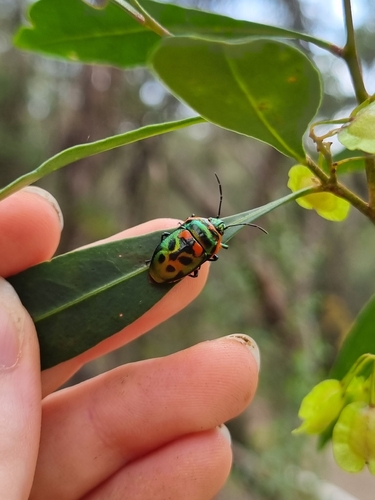 Metallic Shield Bug photo 3