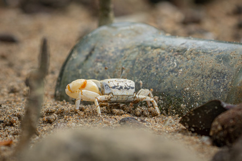 Milky Fiddler Crab