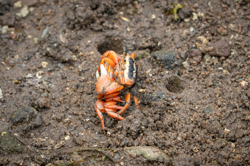 Bowed Fiddler Crab