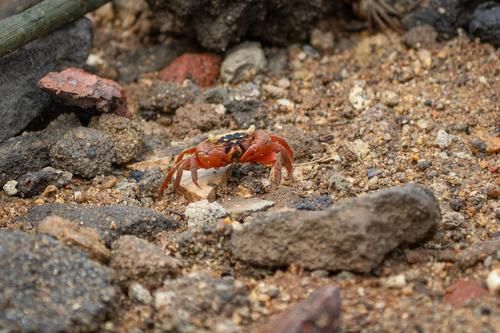 Parasesarma ungulata