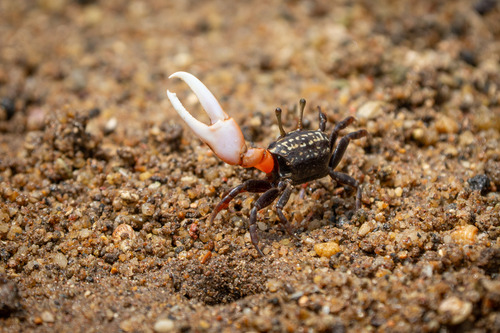 Ring-legged Fiddler Crab