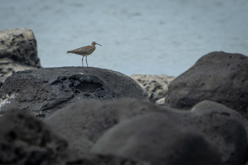 Eurasian Whimbrel